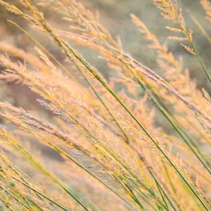 Indian Grass Seeds - Native Perennial Grass Seeds