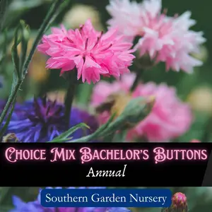 Choice Mix Bachelor's Buttons Flower Seed Pack Non-GMO Heirloom Variety for Pollinator-Friendly Garden & Decorative Landscaping in Blue Pink Lavender & White