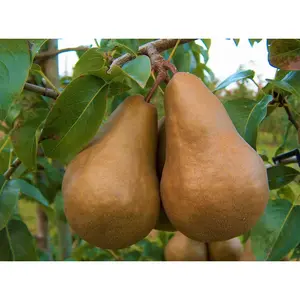 Dwarf Bosc Pear Tree - Sweet and Hardy Cinnamon Brown Pears (Bare-Root, 3 Ft. to 4 Ft. Tall, 2-Years Old) Nocturnal Gardens