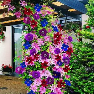 100+ Clematis Seeds for Planting - Rare Bloom Climbing Clematis Non-GMO, Heirloom Seeds Perennial Flower Garden Flower