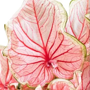 10 Florida Sweetheart Caladium Bulbs for Planting - Perennial Hosta, Elephant Ears, Fancy (10 Bulbs)
