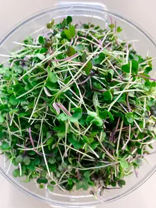 Hormone Harmony Seed Pack