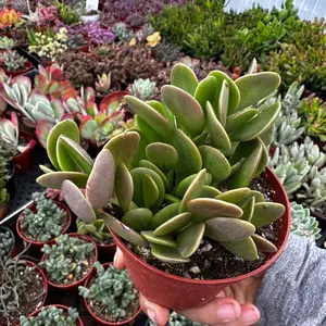 Trailing Jade Senecio Jaconenii  plant 4 in pot