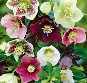 Mixed Helleborus Flower Seeds Lenten Rose Heirloom Non GMO Perennial Winter Blooming Shade Loving Flowers Easy Grow Perfect for Garden Beds Borders Containers Year Round Landscaping