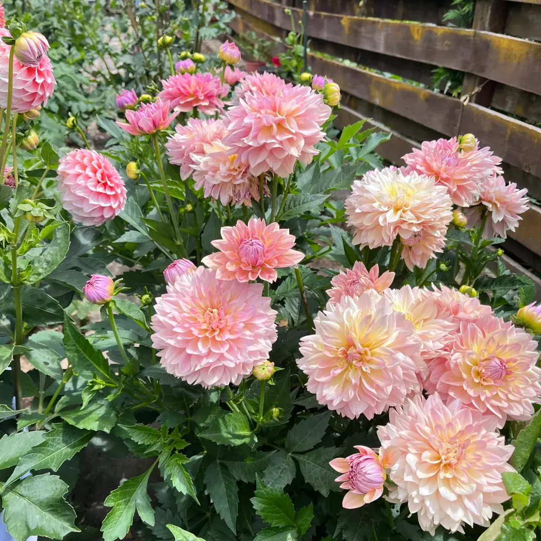 Hardy Vibrant Dahlia Tubers Perennial Flower Root Bulbs Low Maintenance Full Sun Plant For Home Garden Balcony Container Planting