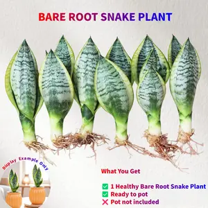 Snake Plant Live Bare Root Sansevieria for Indoor Patio Low Light Beginner Friendly Air Purifying Drought Tolerant Mother-In-Law's Tongue Dracaena Trifasciata