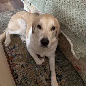 Solid Color Sofa Cover: Non-slip Sofa Slipcover, Soft Sofa Towel & Comfortable Throw Pillowcase, Sofa Protector for Home Living Room