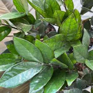 ZZ Plant Black Raven/ Super Nova