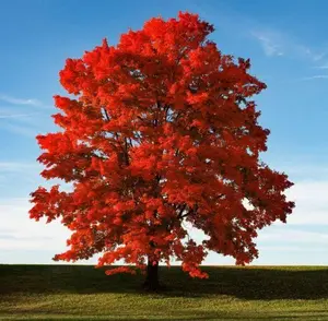 Brandywine Maple Tree Live Plant Red Maple Plant 1-2 Feet Tall 4"Pot