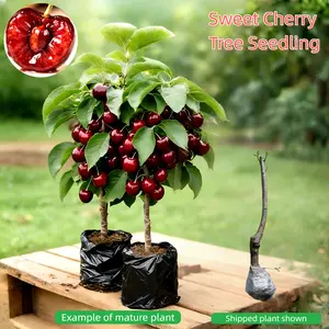Compact Fast-Growing Cherry Tree ，Live Bare Root Seedling, Healthy Root System, Easy to Grow, Patio & Garden Ready easy-to-cultivate fruit tree seed heirloom non-gmo Hardy Starter Plant