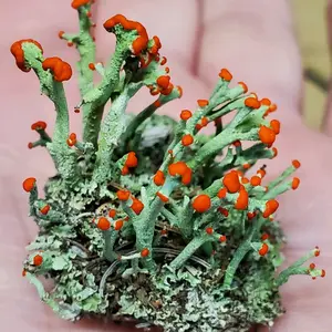 Live British Soldier (Cladonia Cristatella) Lichen 3"x4" Bag for Terrariums , Fairy Gardens, Live Jewelry Red Gorgeous Lichen Accents Moss Crafts Plant Lover