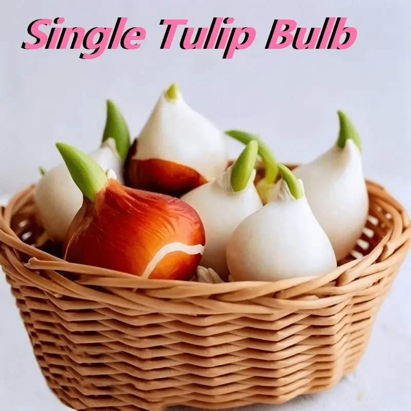 2PC Rare Ruffled Edge Fringed Pink Tulip Bulbs - Live Flower Plants for Outdoor Space, Balcony & Potted Home Gardening