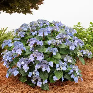 Endless Summer® Pop Star™ Hydrangea