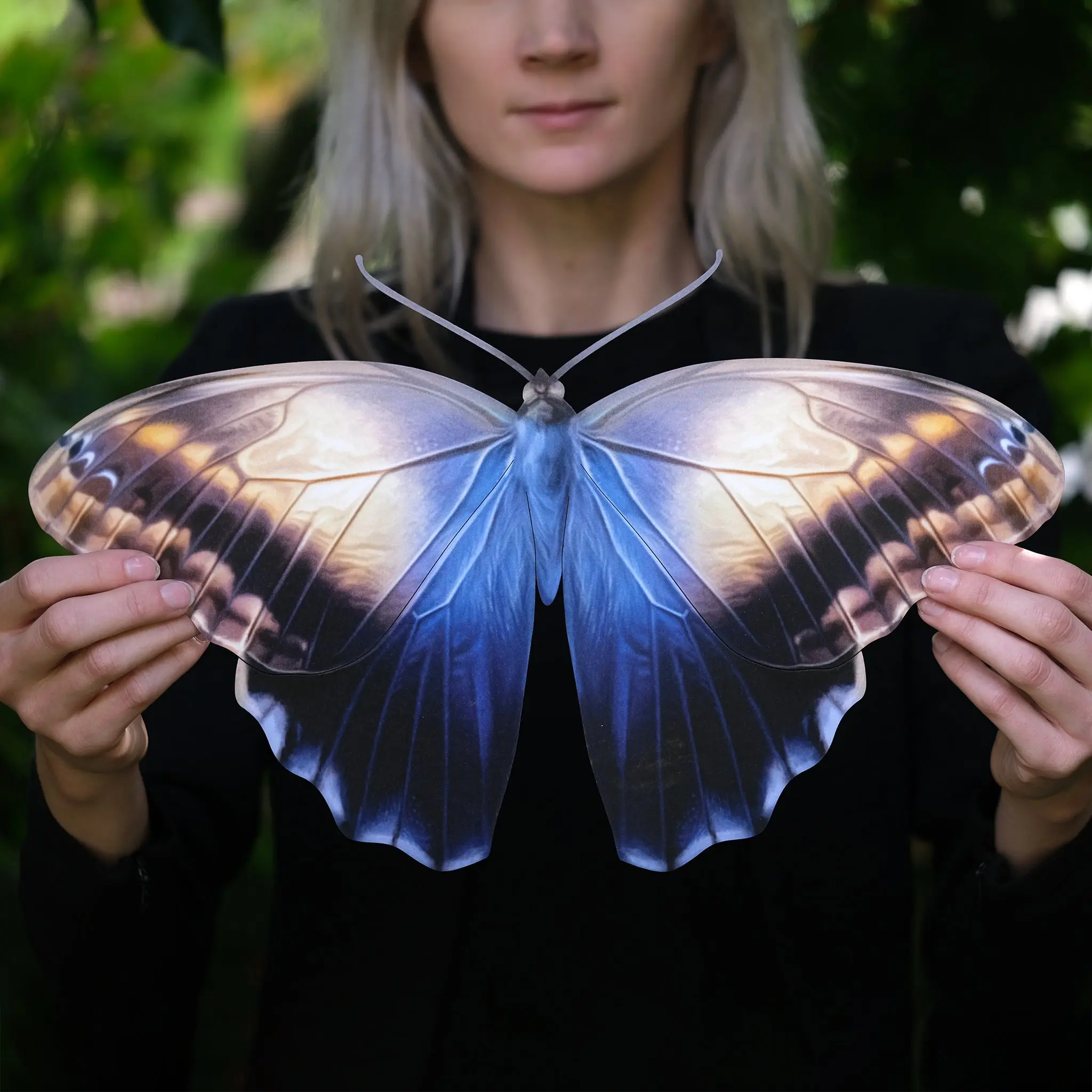 'Giant Blue Owl' Butterfly