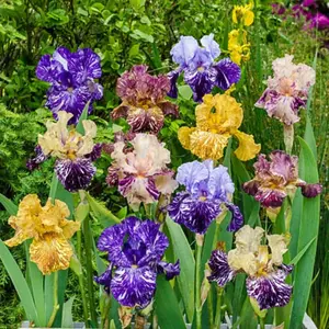 50 Mixed Color Iris Seeds Fragrant Flower Plant (much less money than bulbs) - FRESH SEEDS - Limited Supply - Order Soon - Thank You