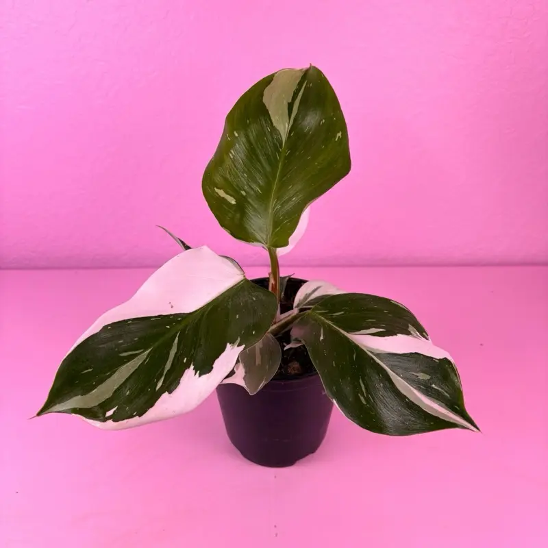 Philodendron White Knight 6” | Variegated Philodendron | Collector Plant