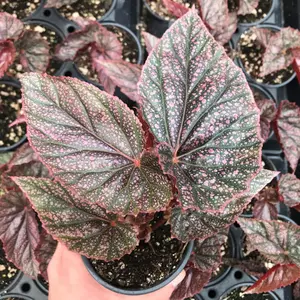 Angel Wing Begonia Miss Mummy Plant Plug (Begonia 'Miss Mummy') – Pink-speckled leaves – A striking indoor accent plant.