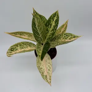 Rare Aglaonema White Legacy 4" pot Live Tropical Indoor Plant - 4" Pot, Home Decoration for Indoor Spaces