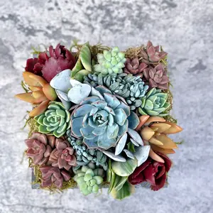 Kaleidoscope Eyes - Live Succulent Garden Box - Ships Free!