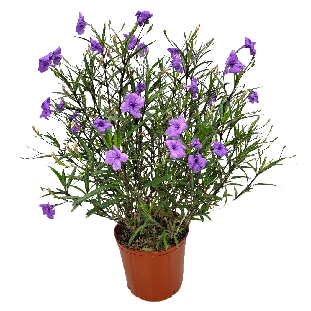 Ruellia Mexican Petunia Bush Purple (3 Gallon) | Live Flowering Bush | Tropical Plants of Florida