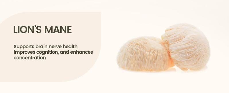 TikTokShopBlackFriday NOORUZ Lion's Mane 900mg with Blueberry Antioxidants - Memory, Focus, Mood & Nerve Support - 2-in-1 Anti-Aging Brain Formula Mental Clarity Nutritional Supplement Healthcare Fitness