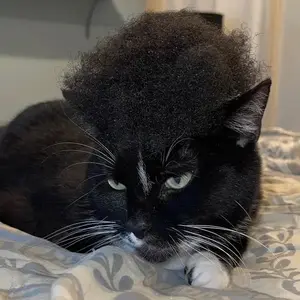 background preload poster image 