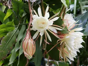 Queen of The Night Cactus Live Plant Epiphyllum Oxypetalum Plant Night Blooming Cereus Plant 6 to 8 Inch Tall 4 Inch Pot