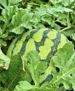 50 Pcs Watermelon Seeds for Planting Seeds Garden