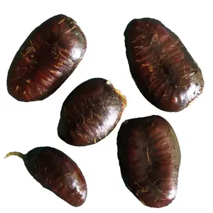 Pawpaw Seeds (Asimina triloba) 5 Seeds (10 grams) - Edible Paw Paw Fruit Tree Seeds for Forest Farming - Wild Food - Survival Garden