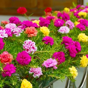 Double Sunflower Seeds，1000 seeds Mixed color Flower seeds，Blooming All Season，indoor and outdoor flower seeds，Easy-to-grow，Flower seeds