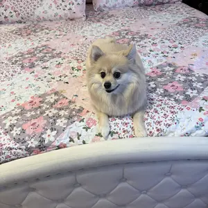 Whale Flotilla Reversible Patchwork Quilts, Lightweight Boho Printed Bedspreads Coverlets Quilt Bedding Set with 2 Pillow Shams for King/Queen size, 1 Pillow Sham for Twin size, Soft for All Seasons