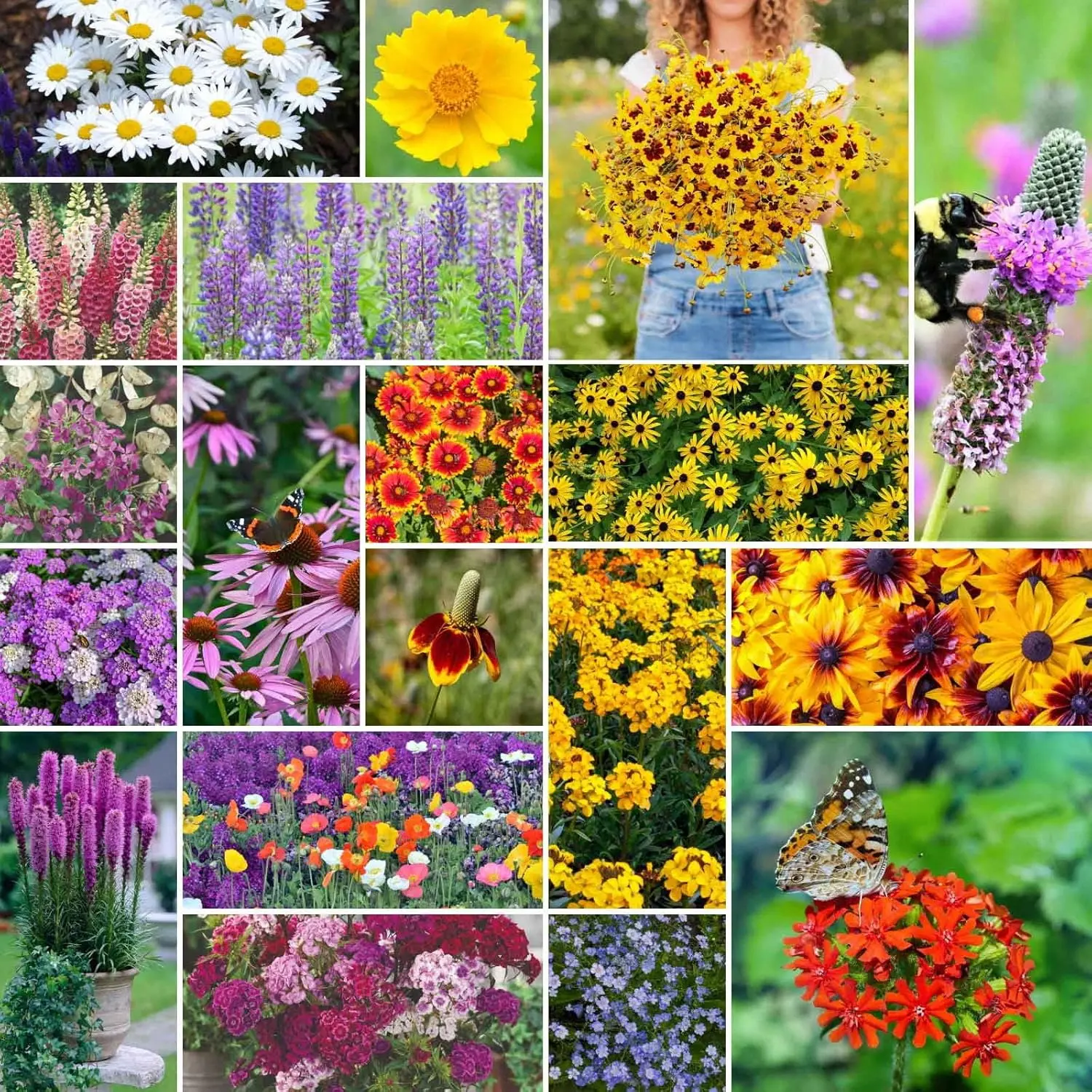 200 Pcs Wildflowers Seeds Mix for Planting in Midwest - Non-GMO Heirloom Varieties to Grow a Wild Flower Garden - Perennial and Annual Flowers to Attract Pollinators - Colorful Blooms