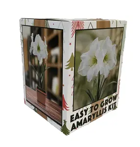 Amaryllis Kit: White Christmas + Plastic Pot/Soil/Bulb - Large Bulb 26/28cm