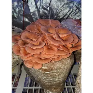 Pink Oyster Liquid Culture Syringe