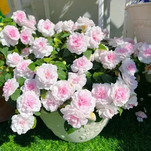 50 PCS Impatiens Balsamina Seeds, Mixed Color Balsam Garden Flower Seeds, Easy Growing Annual Flowers, Seeds Only Not Live Plant