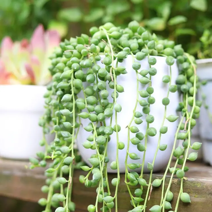 String of Tears - Senecio Herreianus String of Tears - Senecio Herreianus