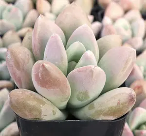Graptoveria Opalina Succulent Plant, Live Plant