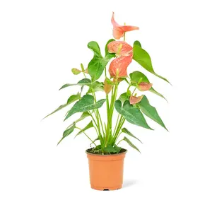 Anthurium 'Pink Flamingo', Medium