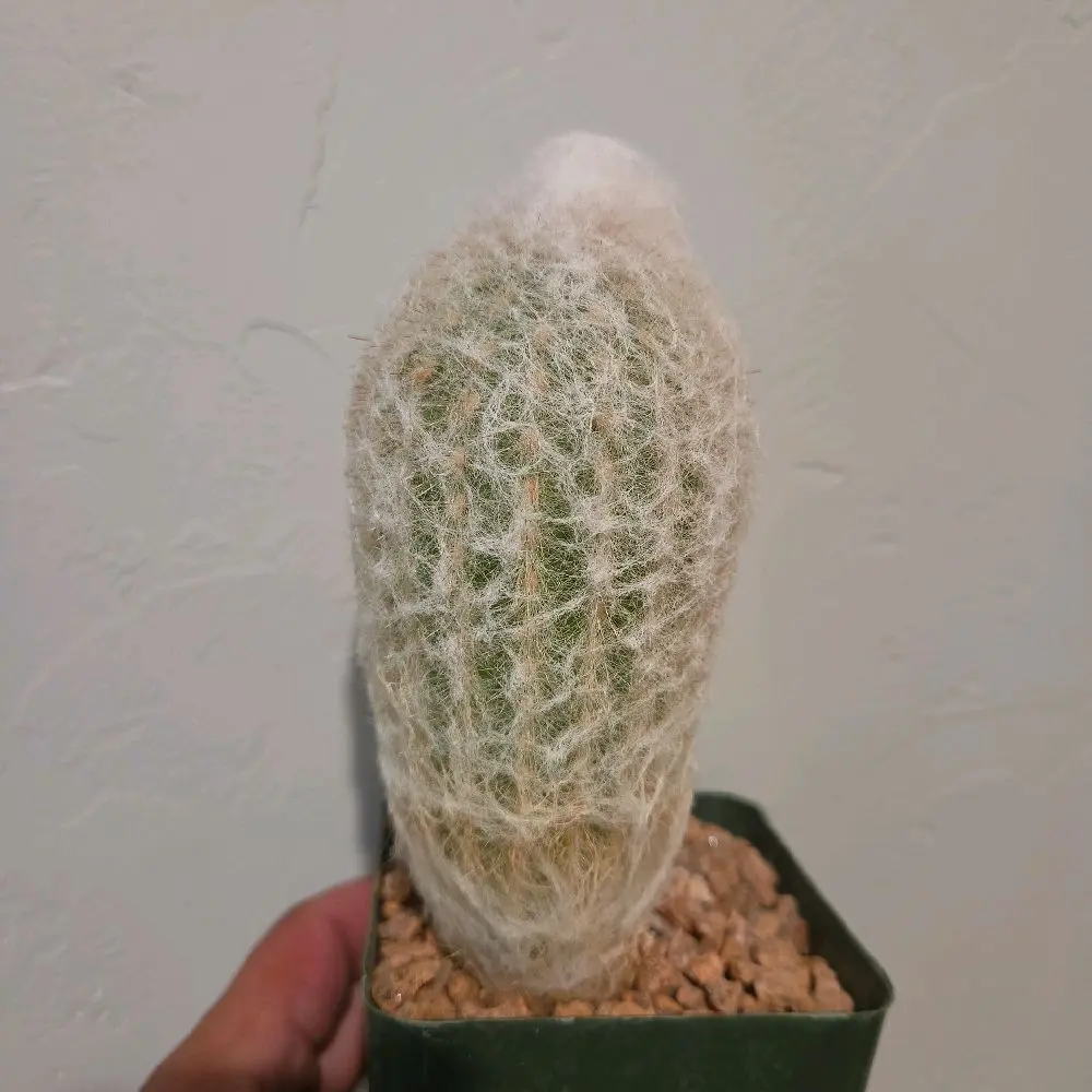 Peruvian Old Man Cactus 4"