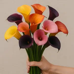 Calla Lily Bulbs for Planting (12 Bulbs) - Mixed Color - Big Healthy Bulbs for Growing