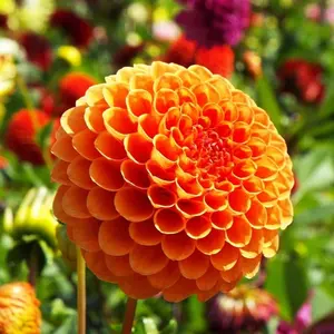100+ Mixed Dahlia Garden Seeds - Beautiful Multi-colored Annual Outdoor Flowers - Non-gmo Dahlia Pinnata Planting Seeds