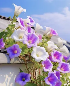 1000 morning glory seeds mixed with blue, purple, red, white, and rose seeds
