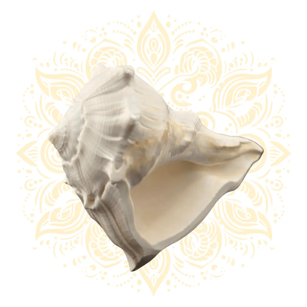 Natural Pouring Whelk Conch Shell 4.5–5"