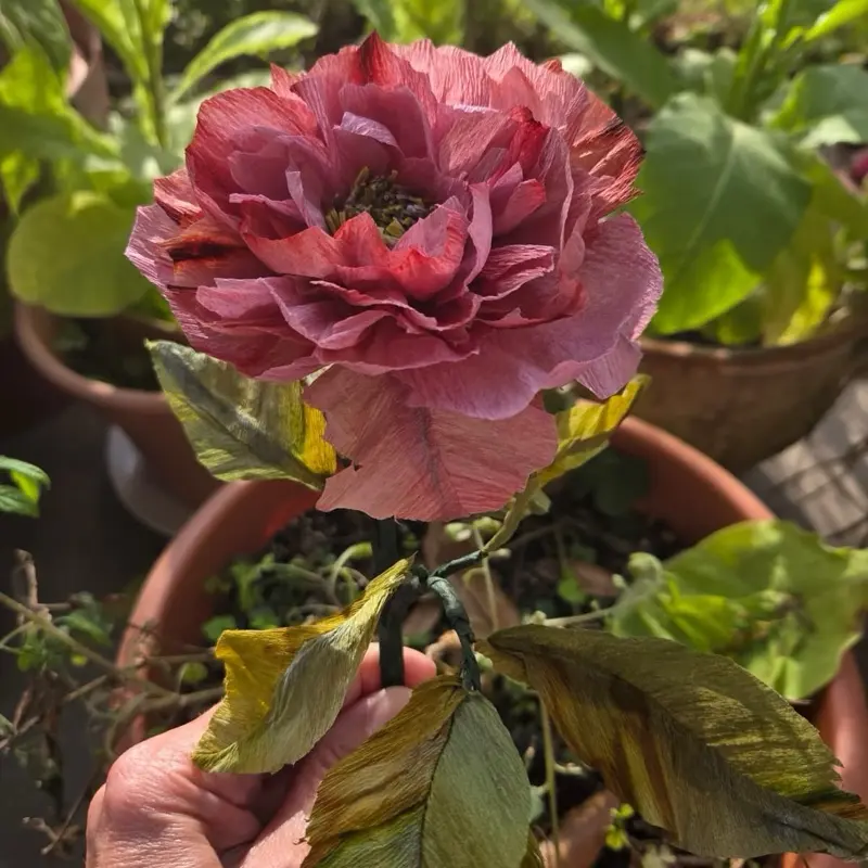 Rosa Heirloom Kit