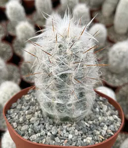 Old Man of the Andes Cactus, Oreocereus Trollii, Live Plant in 3", 4", 6" pot