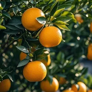 50 Orange Seeds for Garden Planting – Citrus Fruit Tree Variety for Backyard and Outdoor Growing Projects, Seeds Only, Not Live Plants