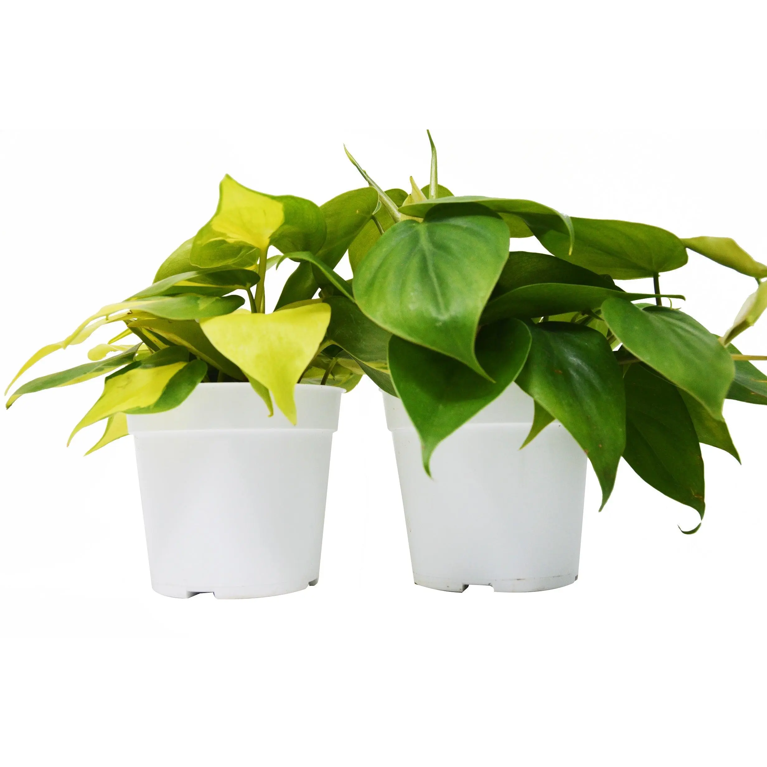 2 Philodendron Variety Pack