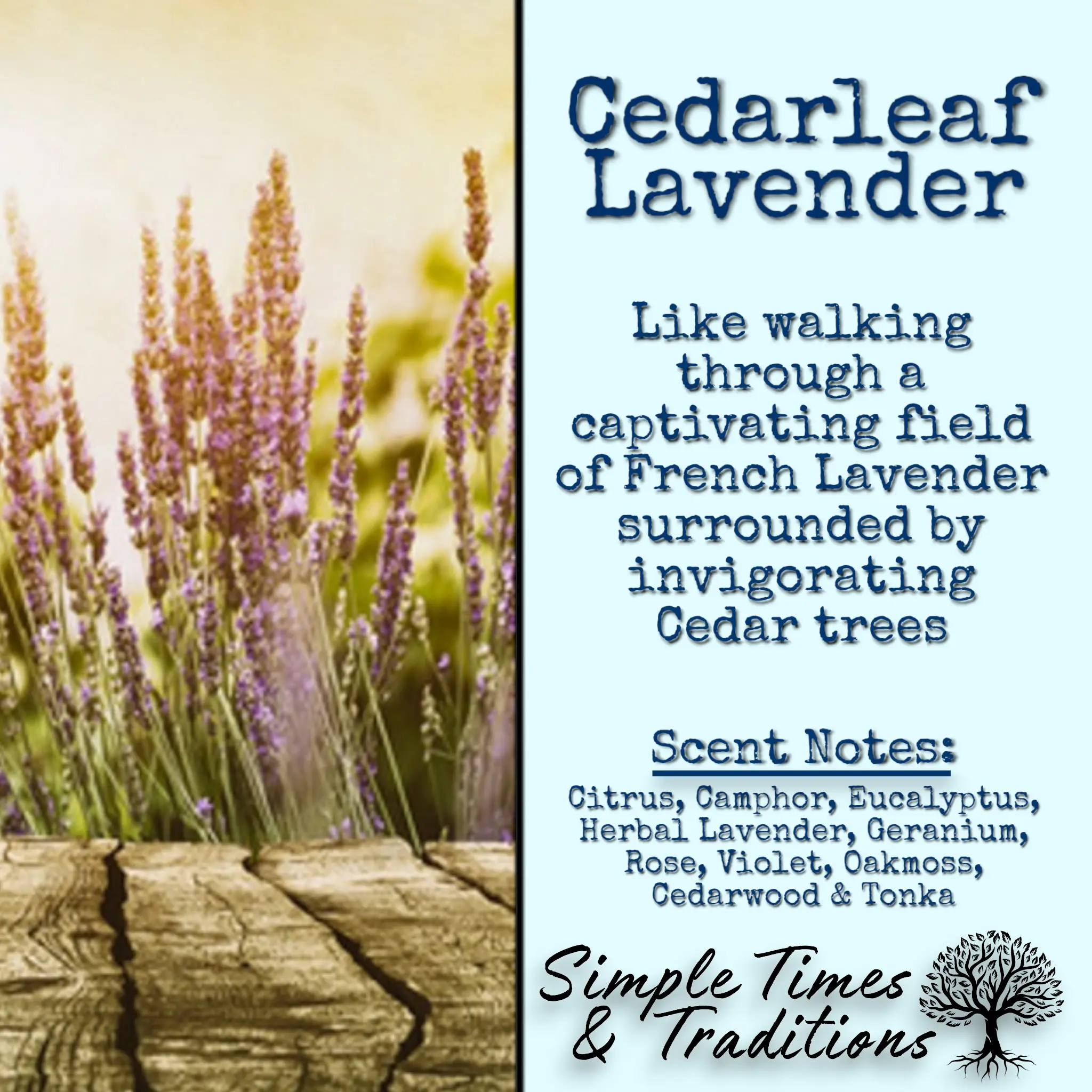Cedarleaf Lavender