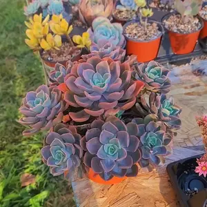 Echeveria Ondulata cluster in 6 inch pot live succulent plant