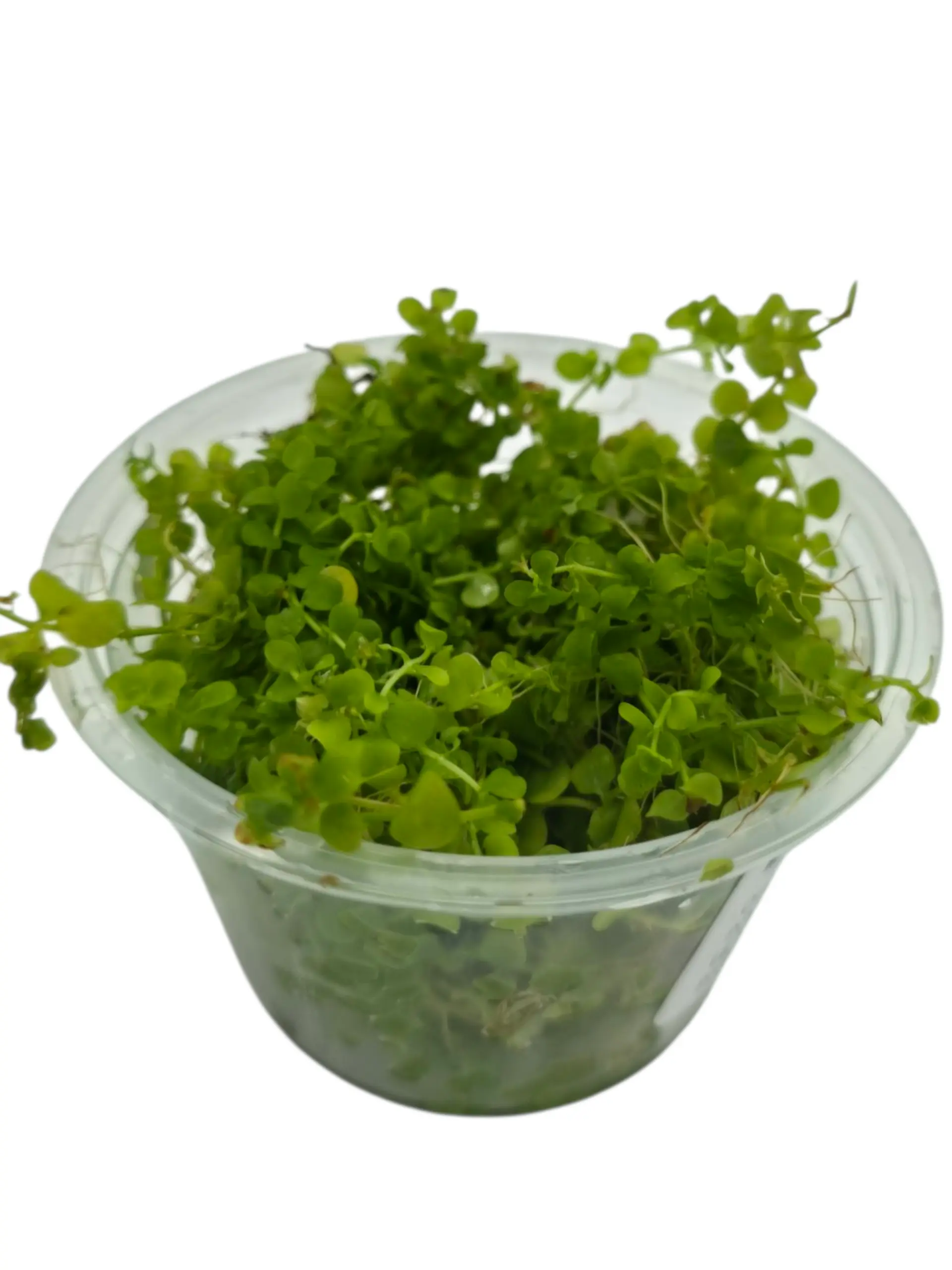 Tofu's Tanks Micranthemum "Monte Carlo" Live Aquarium Plant - Carpeting Plant (Needs high light, fertilizer, and co2)